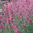 <b>Agastache</b> cana (Texas