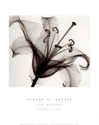 Weiße Lilie Kunstdruck von Steven N. Meyers bei AllPosters. - steven-n-meyers-weisse-lilie