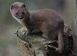 Weasel Free HD Desktop Wallpapers | Wallpapers in hiqh quality for.