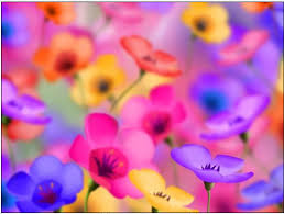 اجمل زهور في العالم رووووعة تجنن  Images?q=tbn:ANd9GcSOHXidqWznCIOYG9zyYp4QQyOFmf_UJ3DsMsVesBk0vxLElSSymL05438q