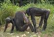 Bonobo - Wikipedia, the free