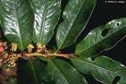 MBG Images of <b>Myristicaceae</b> in