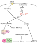 Multiple Sclerosis Research: Beta interferon and <b>azathioprine</b>