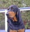 BLACK AND TAN Coonhound - Wikipedia, the free encyclopedia