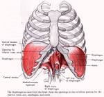 that the <b>diaphragm</b> plays a