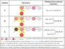 dbRBC - <b>Blood Group Antigen</b>