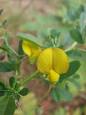 <b>Crotalaria</b>