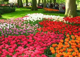 مهرجان الزهور في هولندا. Images?q=tbn:ANd9GcSQld8kpLj80cKIAVmuZ2_Fp-1rwYcVSNqn-YAdYOKpWCUwhdjgBw