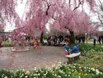 The Subaru Cherry Blossom