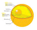 <b>Nuclear membrane</b>