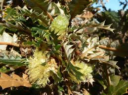 Image result for "Dryandra concinna"