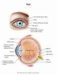 The <b>conjunctiva</b> is the clear