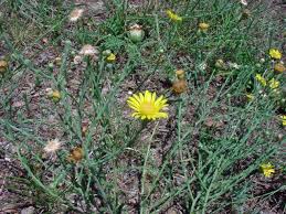 Image result for Xanthisma gracile