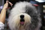 The Frame: 2011 Westminster Kennel Club DOG SHOW