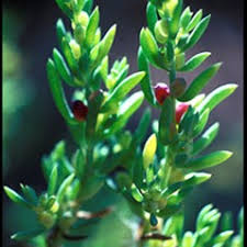 Image result for "Threlkeldia diffusa"