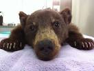 Crying, confused' abandoned bear cub rescued [Photos] - latimes.