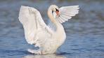 swan pronunciation