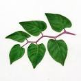 <b>Polygonum cuspidatum</b>, leaves