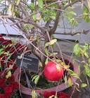 Taxon: <b>Punicaceae</b>