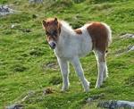 File:Pony foal on Cox Tor.jpg - Wikimedia Commons
