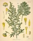 (<b>Artemisia</b> absinthium LINN.)