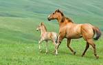 Wallpapers Kids Sad Horses X Funny Animal Picture Beautiful ...