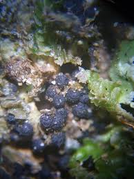 Image result for Rhagadostoma lichenicola