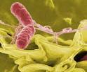 <b>Salmonella typhi</b>