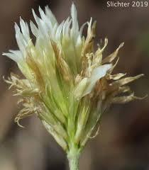 Image result for "Trifolium rusbyi"