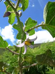 Image result for "Solanum palinacanthum"