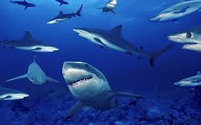 Mar de tiburóns