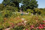 Plant Talk » rose garden | NYBG