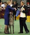 Westminster DOG SHOW 2011: Scottish deerhound Hickory wins Best in ...