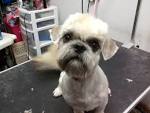 Fun Shih Tzu haircuts? - Page 2 - Poodle Forum - Standard Poodle ...
