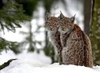 Canada Lynx | A New Century of Forest Planning