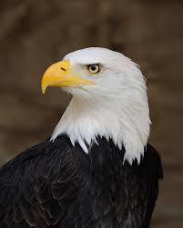 Image result for eagle