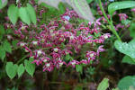 <b>Epimedium</b> rubrum