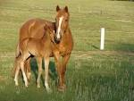 Breeding, Mare Care, Foal Delivery