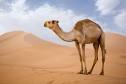 Chameau : tout savoir sur le chameau de Bactriane - Mammifères ...