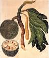 <b>Artocarpus</b> altilis Synonym