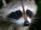 Destination Knowlton >: "Raccoon Cookies" Fight Rabies Outbreak