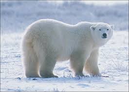 معلومات تهمك على الدب القطبي Images?q=tbn:ANd9GcSb6PQm11793000ueMclojmg1jIVLvb_hxXWOCNALjzmeQBw2W8