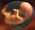 Milestones of <b>Fetal</b>