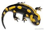 What is a Salamander? (with pictures)