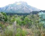 File:Fynbos enclave surrounded by Pine plantations - Newlands ...