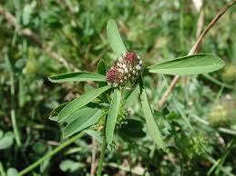 Image result for "Trifolium bocconei"
