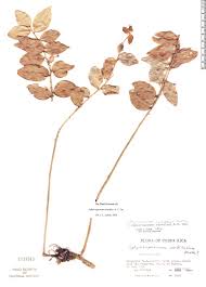 Image result for Sphyrospermum standleyi