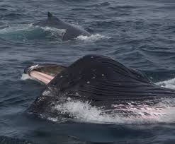 Bill Yake - Feeding, The Whales of Hecate Strait - Photo-by-Bill-Yake1