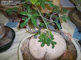 Image result for Adenia racemosa
