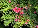 <b>Taxus</b>
